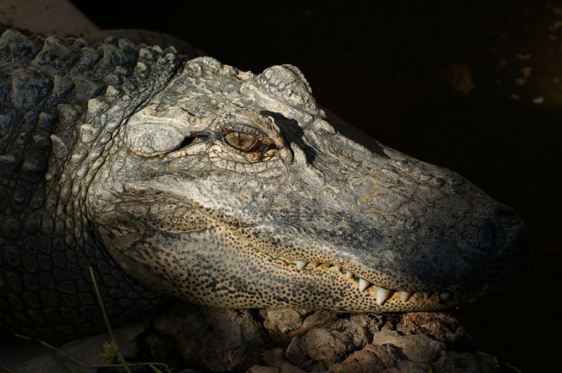 mississippialligator.jpg