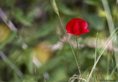 5 July 2005 - A poppy among weeds