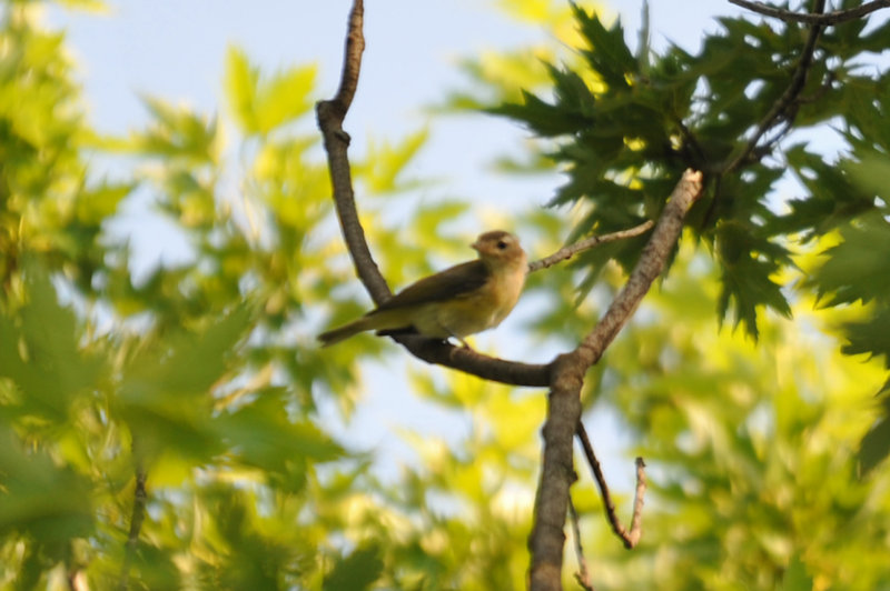 VIREO 16/ 7/2009