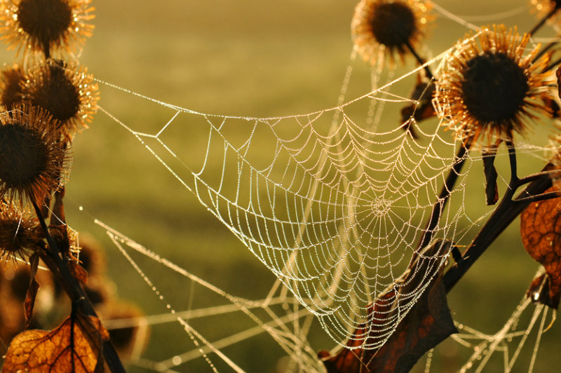 WEB in our backyard