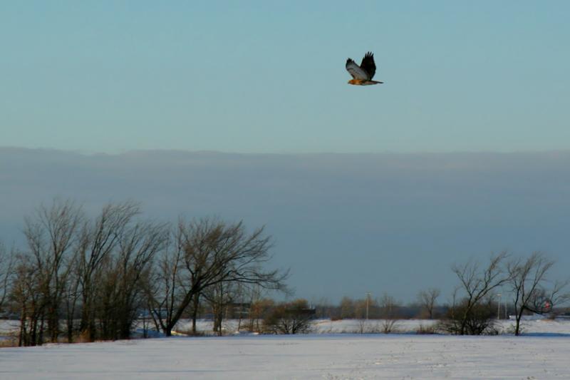 BUSE  QUEUE ROUSSE  /  RED-TAILED HAWK