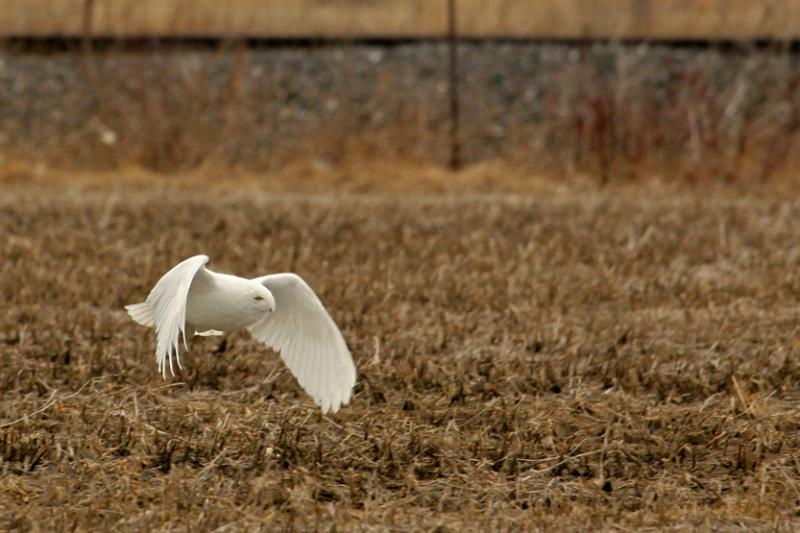 HARFANG DES NEIGES (MLE) /  SNOWY OWL