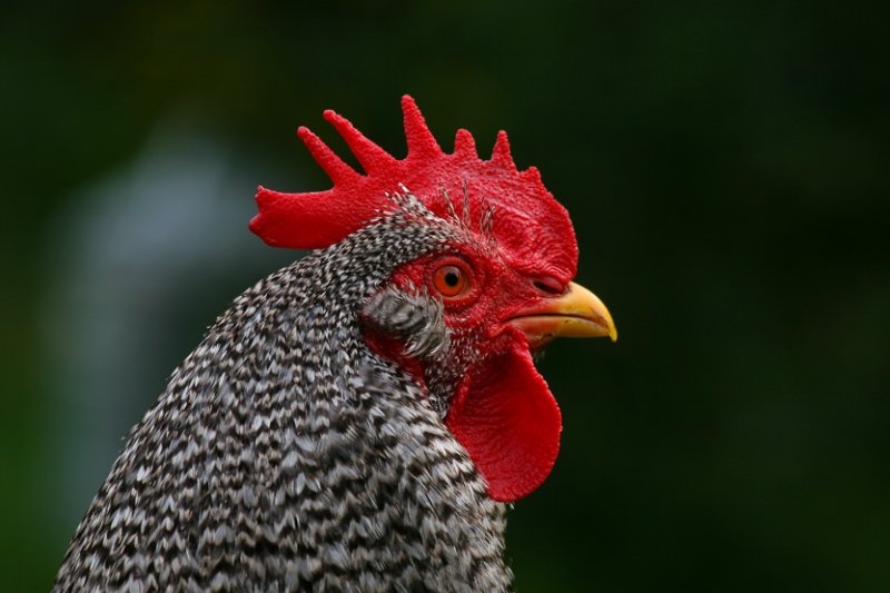 COQ RIKO