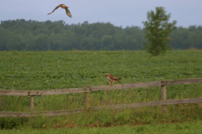 BUSE  QUEUE ROUSSE / RED TAILDED HAWK