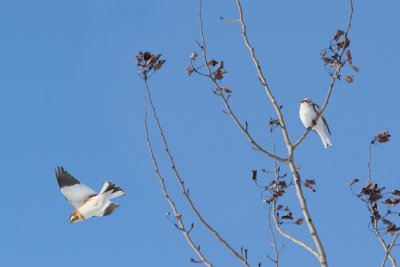 PLECTROPHANE (BRUANT) DES NEIGES * / SNOW BUNTING *