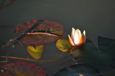 Nymphaea