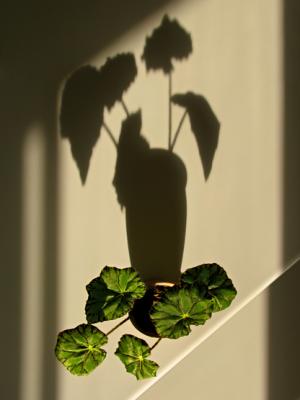 Pierre Joly PHOTOGRAPHE FocusNature