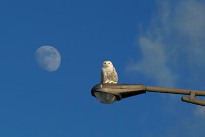 HARFANG DES NEIGES  /  SNOWY OWL