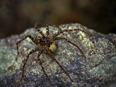 DOLOMEDES TENEBROSUS