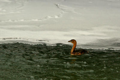 GRBE  BEC BIGAR  /  PIED-BILLED GREBE (11/02/2006)