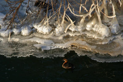 GRBE  BEC BIGAR  /  PIED-BILLED GREBE (11/02/2006)