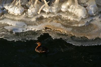 GRBE  BEC BIGAR  /  PIED-BILLED GREBE (11/02/2006)