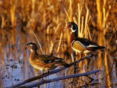 CANARD BRANCHU  /  WOOD DUCK