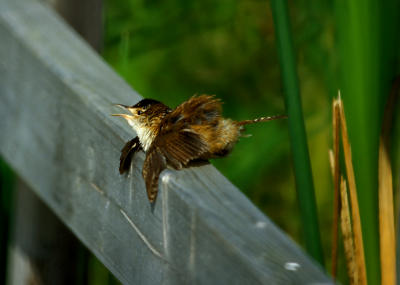 TROGLODITE DES MARAIS / MARSH WREN