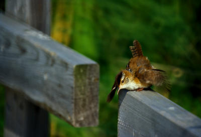 TROGLODITE DES MARAIS / MARSH WREN