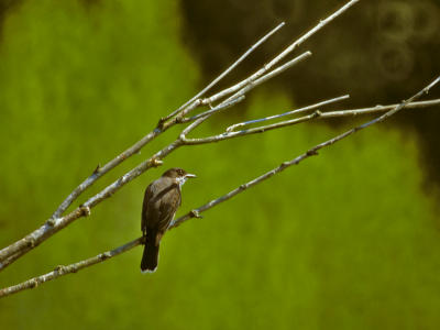 TYRAN TRITRI  /  EASTERN KINGBIRD