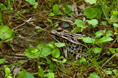 GRENOUILLE LOPARD  /  NORTHERN LEOPARD FROG