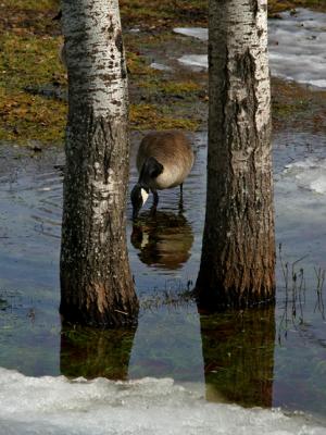 CANADA GOOSE /  BERNACHE DU CANADA