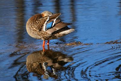 CANARD COLVERT (FEMELLE) / MALLARD