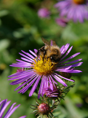 ASTER & BEEZ