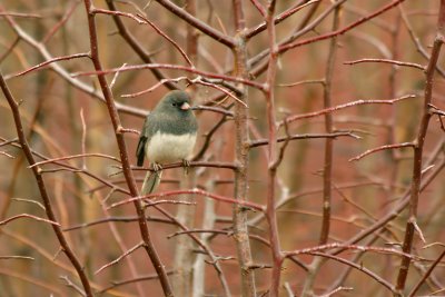 JUNCO ARDOIS / DARK EYED JUNCO