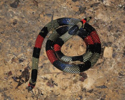 Aquatic Coral Snake.jpg