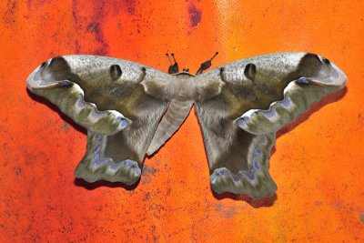 moth 1.jpg
