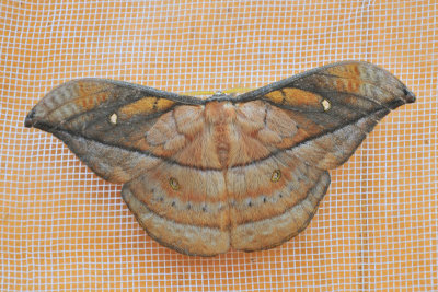 moth 4.jpg