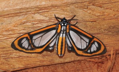 moth 6.jpg