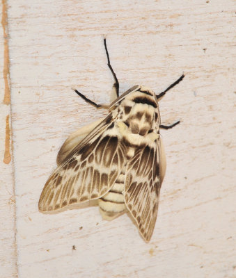 moth 7.jpg