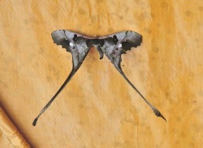moth 8.jpg