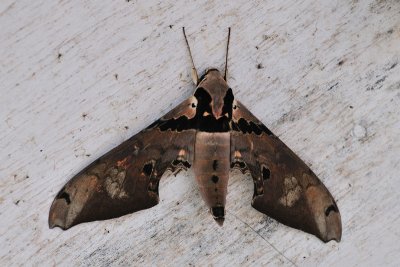 moth 9.jpg