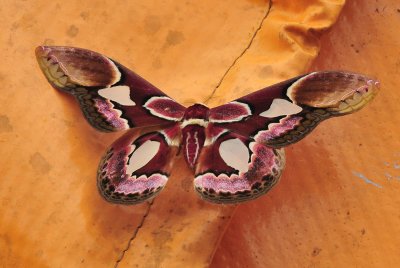 moth 10.jpg
