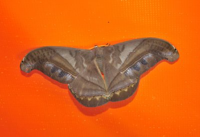 moth big 5.jpg