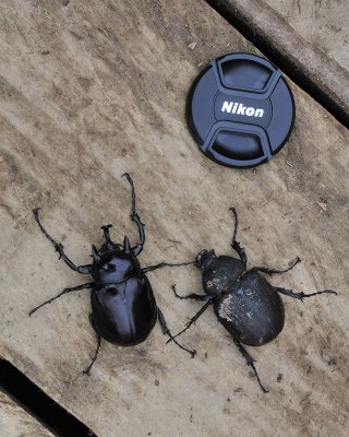 Rhino beetles.jpg