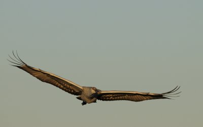 _SAC7997.JPG