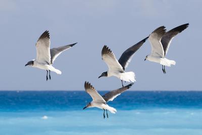 Gull 103.jpg
