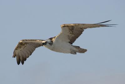 Osprey 101.jpg