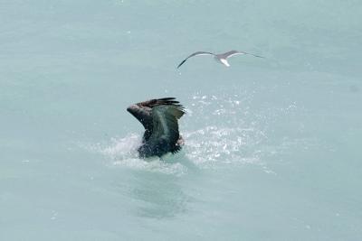 Pelican fishing 103.jpg