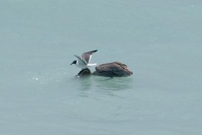 Pelican fishing 104.jpg