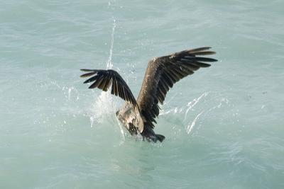 Pelican fishing 105.jpg