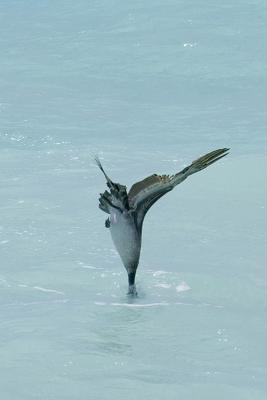Pelican fishing 102.jpg