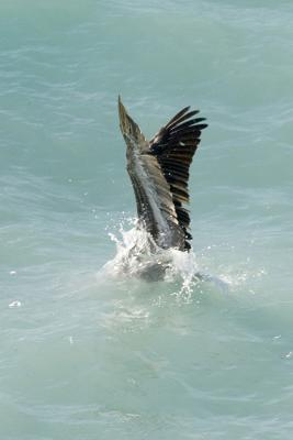 Pelican fishing 106.jpg