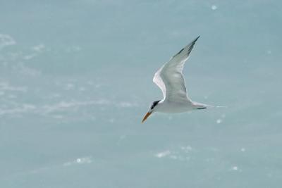 PICT7430PB.jpg