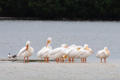 White pelicans 1.jpg