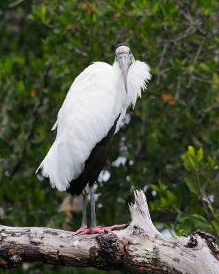 wood stork 2.jpg