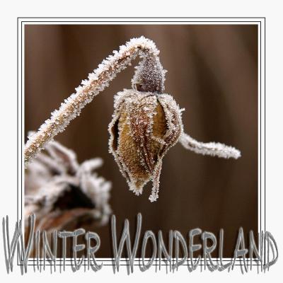 Winter Wonderland