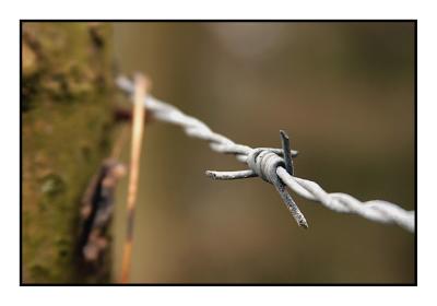 The Barbed Wire