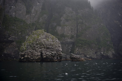 Seagull Rookery