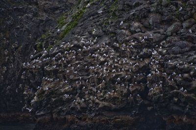 Seagull Nesting Area